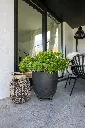 R0PLANTDISPLAY_02.webp