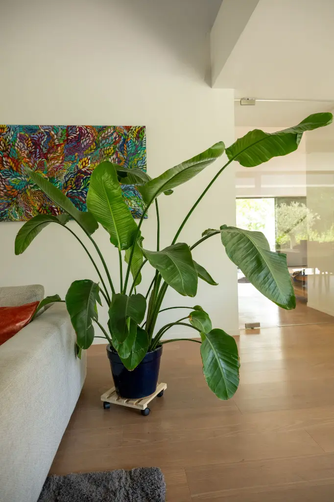 R0PLANTDISPLAY_01.webp